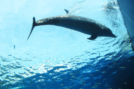 イルカたちに癒やされて…「横浜・八景島シーパラダイス」