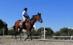 馬術競技の拠点となり、人と馬がふれあう「馬事公苑」