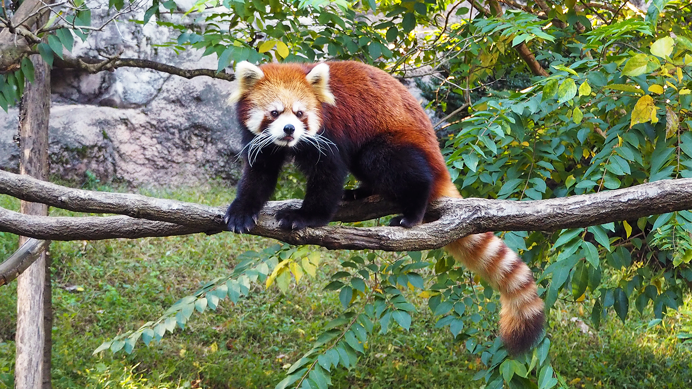 動物・昆虫が自然な姿でのびのびと暮らす「多摩動物公園」 | PANDA