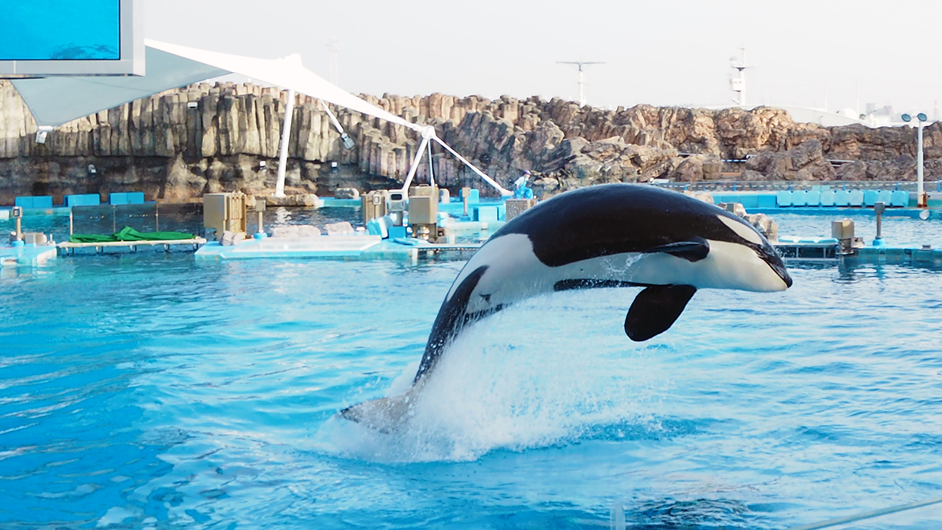 24758円 【中古】 水族館のクジラ博士 海獣の友だち中島将行