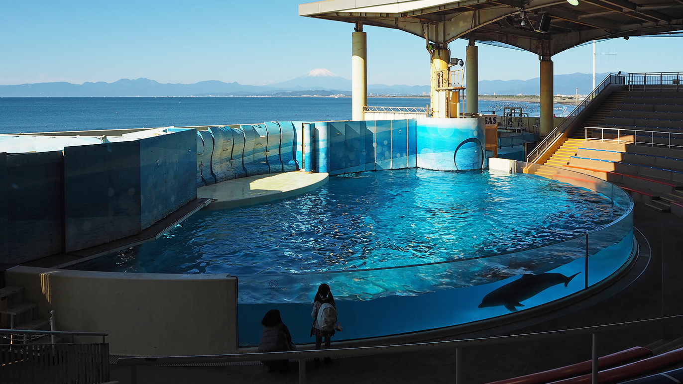 海の環境と生物多様性を演出する「新江ノ島水族館」 | PANDA Chronicle