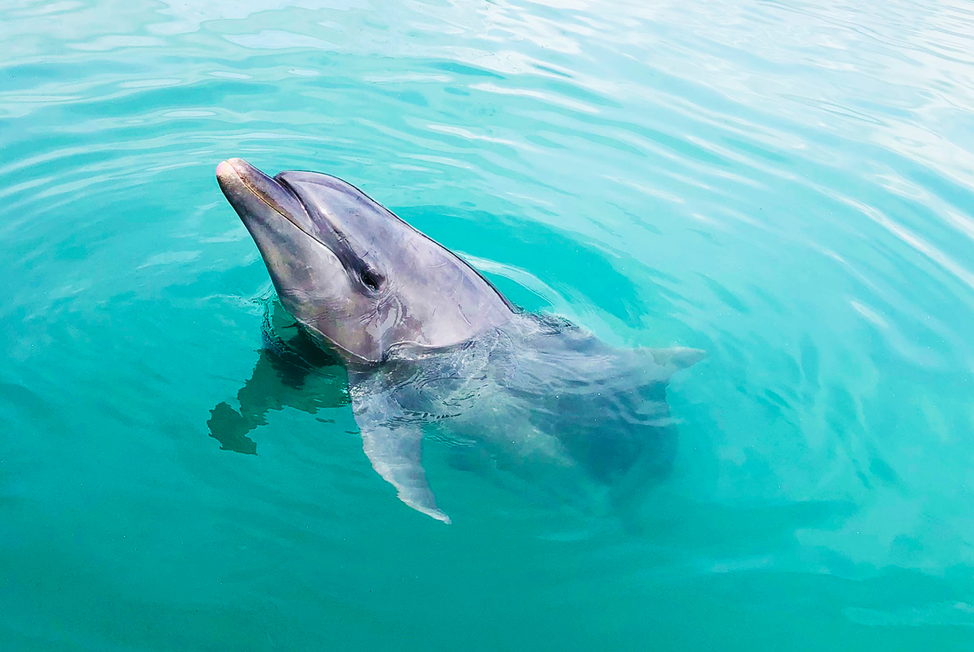 イルカや沖縄の自然・文化に触れる「もとぶ元気村」