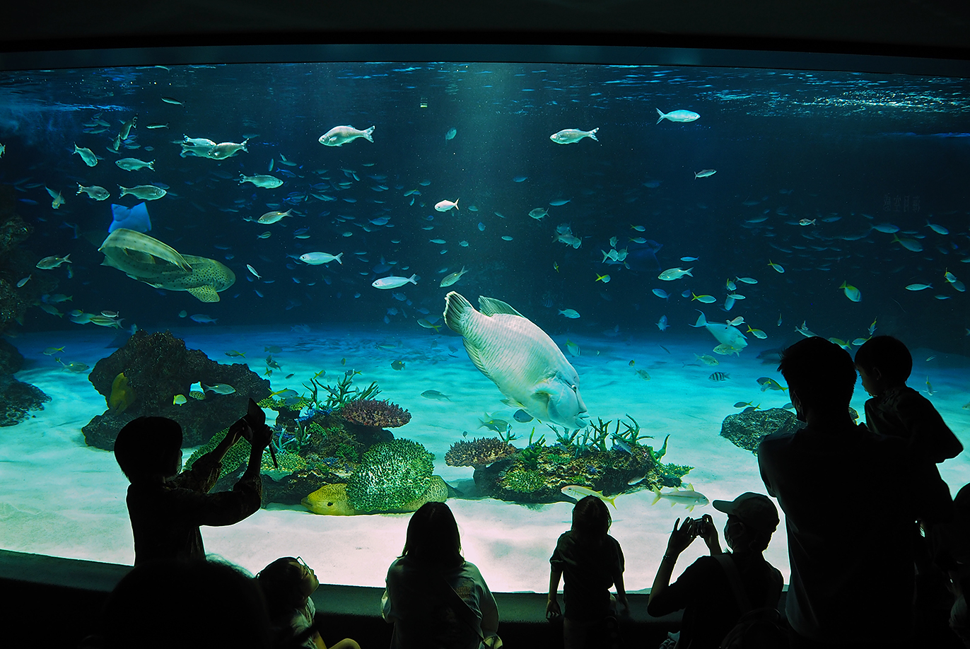サンシャイン水族館最大の水槽「サンシャインラグーン」