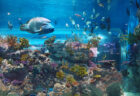 最新技術とゼロ距離で感動体験！「DMMかりゆし水族館」