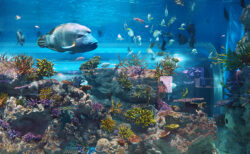 最新技術とゼロ距離で感動体験！「DMMかりゆし水族館」