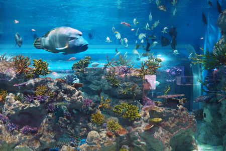最新技術とゼロ距離で感動体験！「DMMかりゆし水族館」