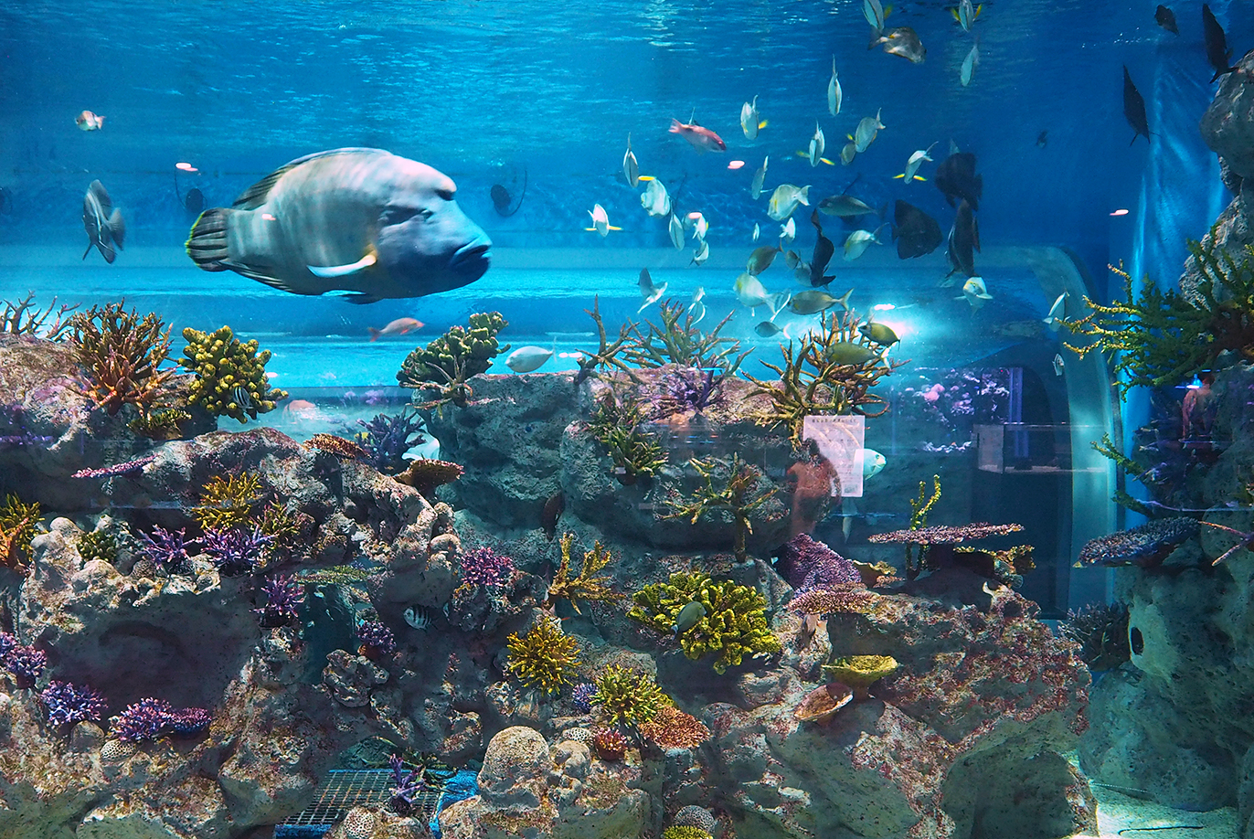 最新技術とゼロ距離で感動体験！「DMMかりゆし水族館」