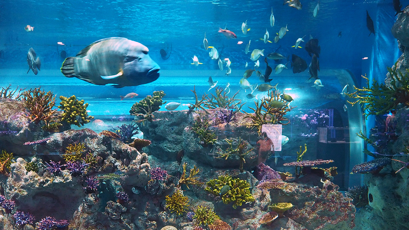 dmm_kariyushi-aquarium-2024-