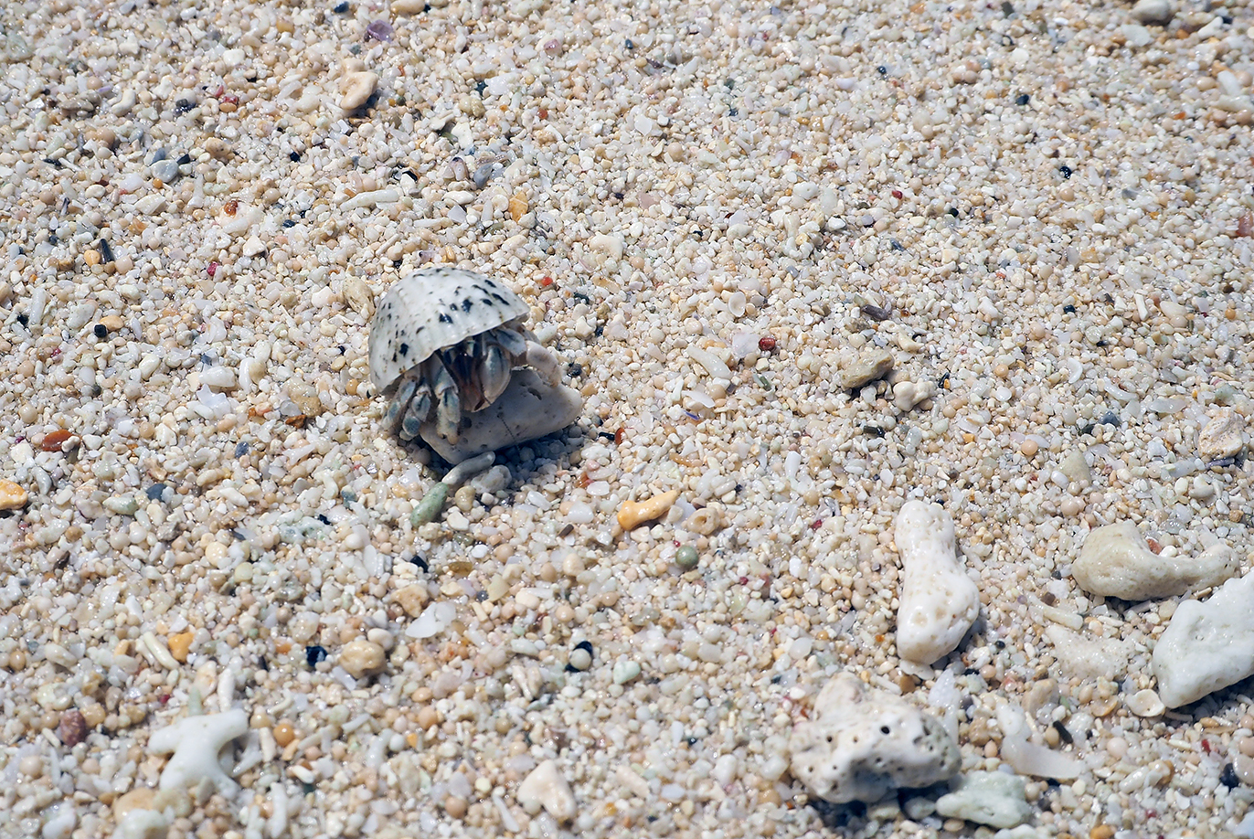 砂浜にはヤドカリも