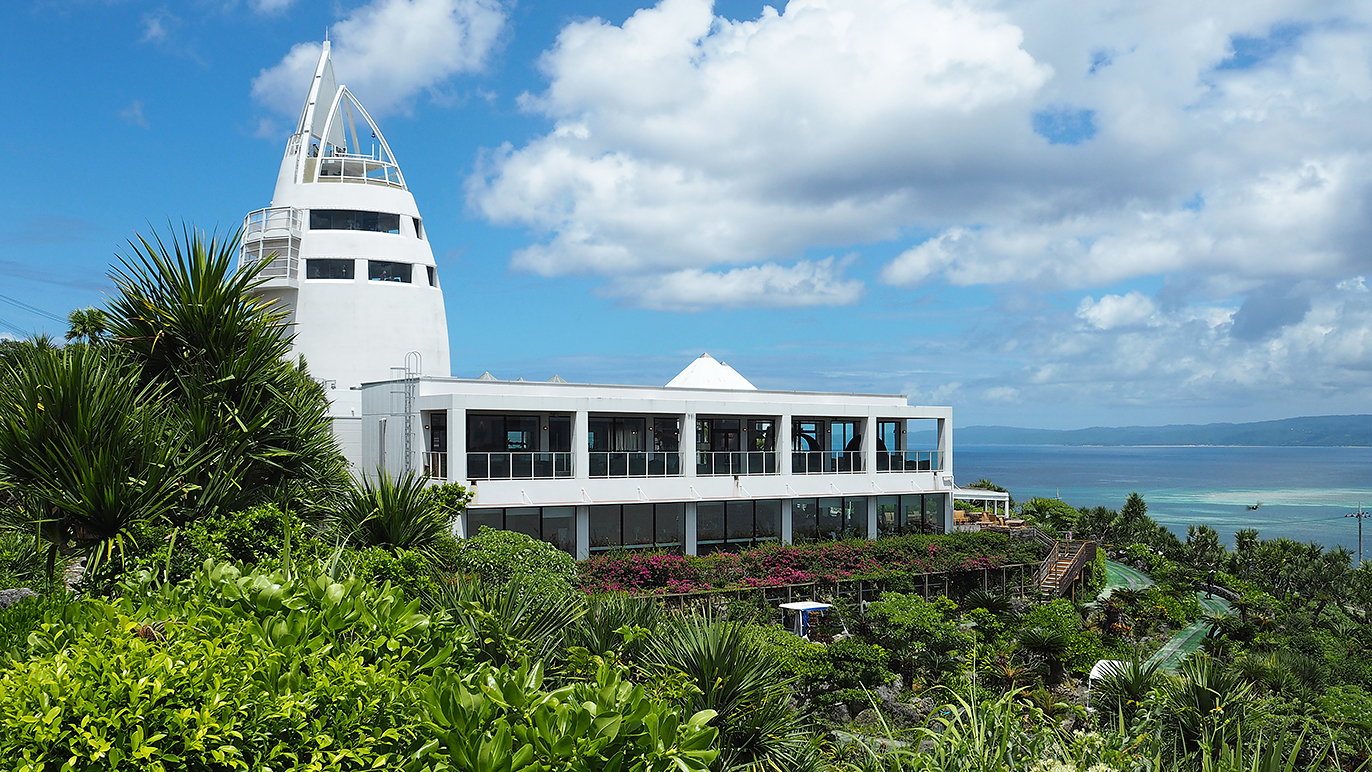 現品【沖縄産】リュウビンタイ8号　株元20センチ超え 現品【沖縄産】リュウビンタイ8号 株元20センチ超え